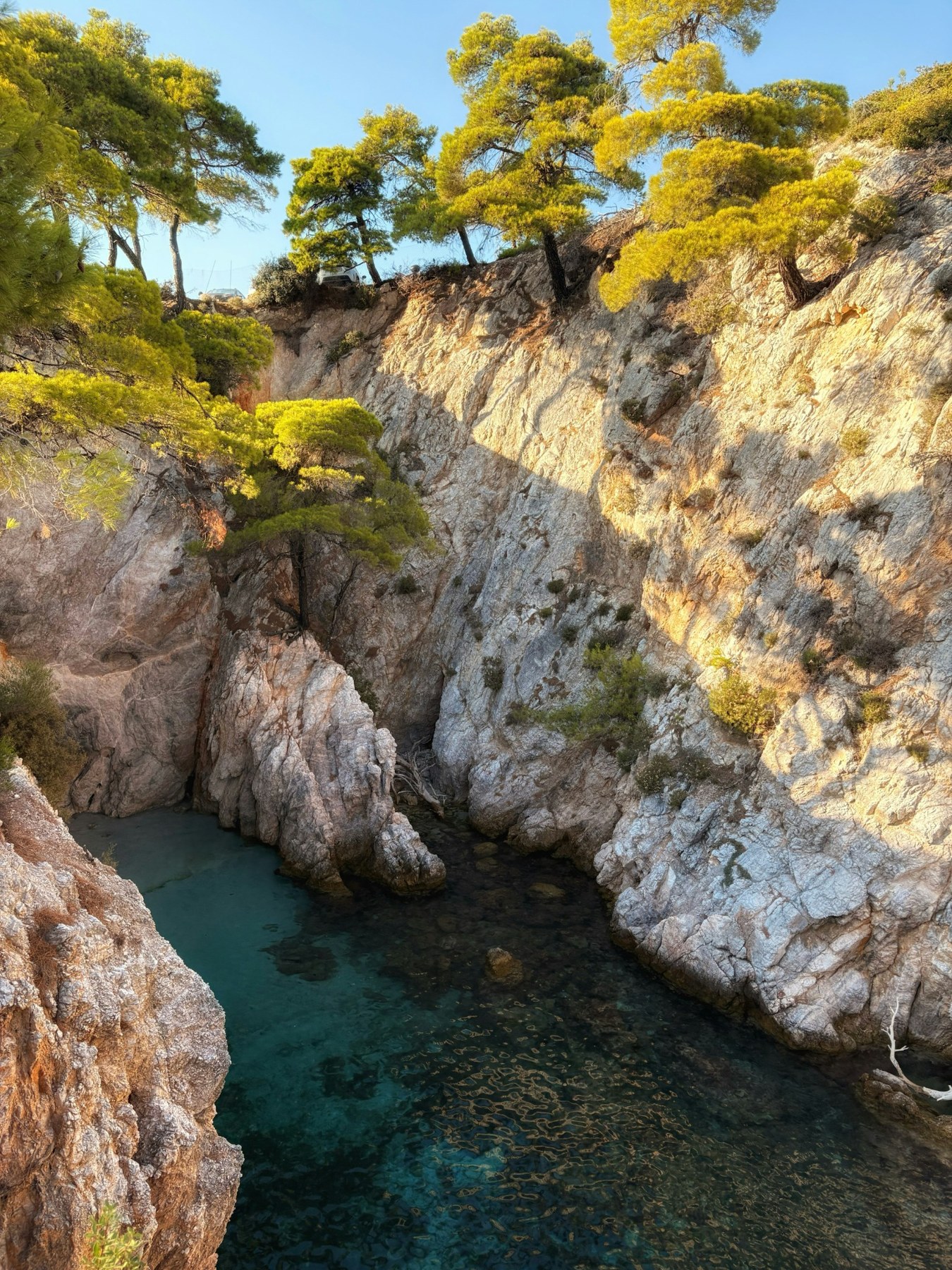 Pine trees above a rocky cove with clear blue water on Skopelos, Greece