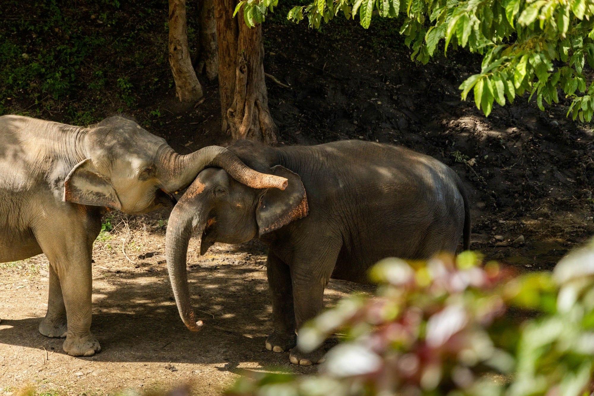 Two elephants together in the shade at The Bush Camp Chiang Mai